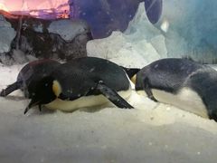 -海合安成都极地海洋公园