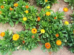 -广州市流溪河国家森林公园