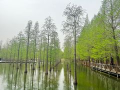 -泗洪洪泽湖湿地景区