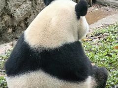 -都江堰中华大熊猫苑