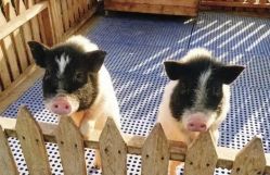 -萌宠亲子动物乐园(槐房万达店)