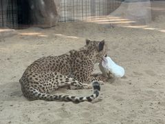 -鄂尔多斯野生动物园