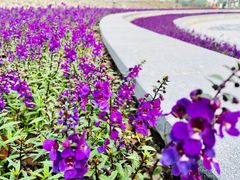-菊园百果园