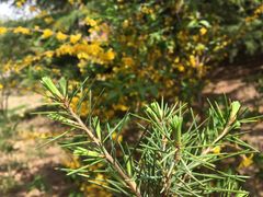 -莱阳濯村樱花园