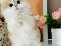 -小猫来了·猫舍(红山六九七九店)