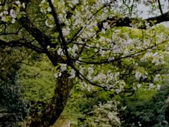 -杭州植物园