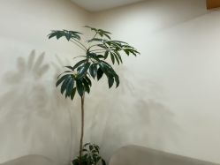 -HEYAN荷妍专业脱毛连锁机构