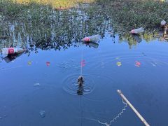 -同銮特种养殖场·龙虾垂钓