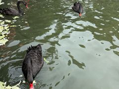 -五缘湾湿地公园