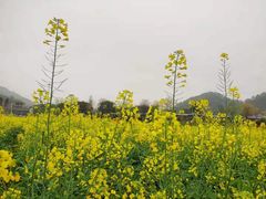 -红山村