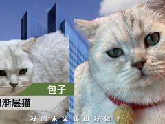 包子-藏猫猫咖啡主题馆(中央大道店)