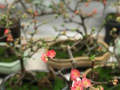 -李村大集