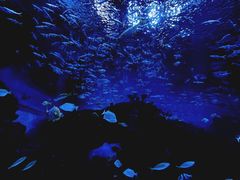 -海合安成都极地海洋公园