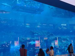 -迪拜水族馆及水下动物园