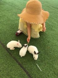 -萌宠亲子动物乐园(槐房万达店)