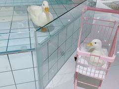 -RU DUCK柯尔鸭公社·撸鸭俱乐部·羊驼·小香猪