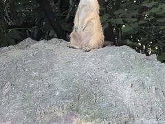 -上海野生动物园