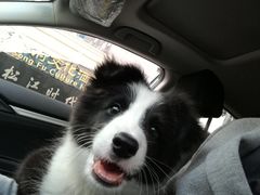 -佳百利宠物(荣乐中路115弄小区店)