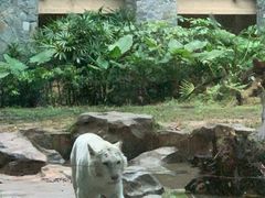 -白虎自助餐厅·真老虎·景观自助餐厅(广州长隆酒店)