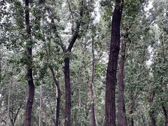 -森林公园(尖草坪区)