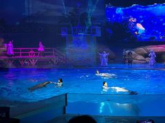 -海合安武汉极地海洋公园