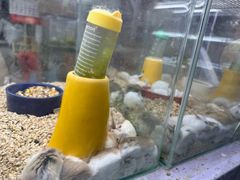 -花鸟鱼虫鲜花绿植市场(玉泉路店)