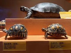 -天津自然博物馆