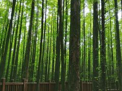 -山王坪喀斯特国家生态公园