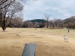 -高尔山公园