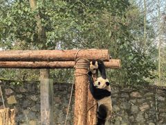-都江堰中华大熊猫苑