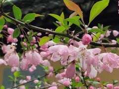 -慧因高丽寺