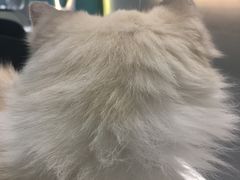 -飞行喵MR PILOT|猫舍·猫咖(静安大融城店)