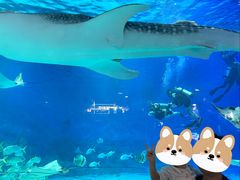 -烟台海昌鲸鲨海洋公园