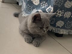 -平行世界·猫咖(首经贸店)