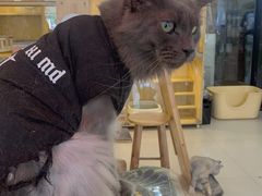 -平行世界·猫咖(首经贸店)