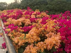 -云溪植物园