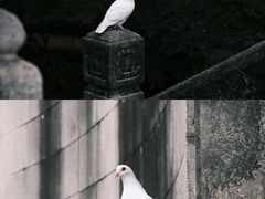 -音乐台