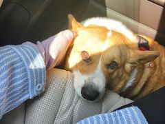 -申普宠物医院·心脏介入·心血管微创(总院)