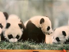 景观位-成都驻京办餐厅(蜀都宾馆店)