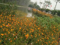 -合肥滨湖国家森林公园