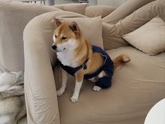 -怪兽屋·羊驼·猫咖·狗咖(俊华广场店)