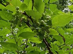 -昆山城市生态森林公园