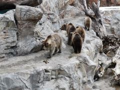 -帝企鹅自助餐厅•儿童岛•真企鹅(长隆企鹅酒店)