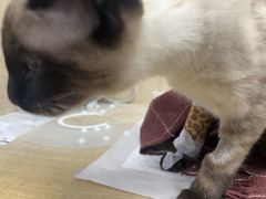 -北京观赏动物医院·24小时大型综合·猫专科·异宠专科