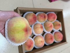 -老袁家蜜桃农场·阳山水蜜桃