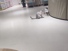 -藏猫猫咖啡主题馆(中央大道店)