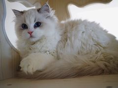 -Bastet sally猫舍购宠(静安店)