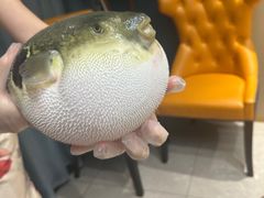 -鲐赏河豚(长寿店)