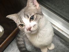 -猫色咖啡·猫咖