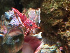 -暹罗海洋世界
